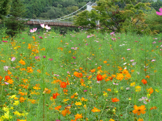 神奈川県立秦野戸川公園